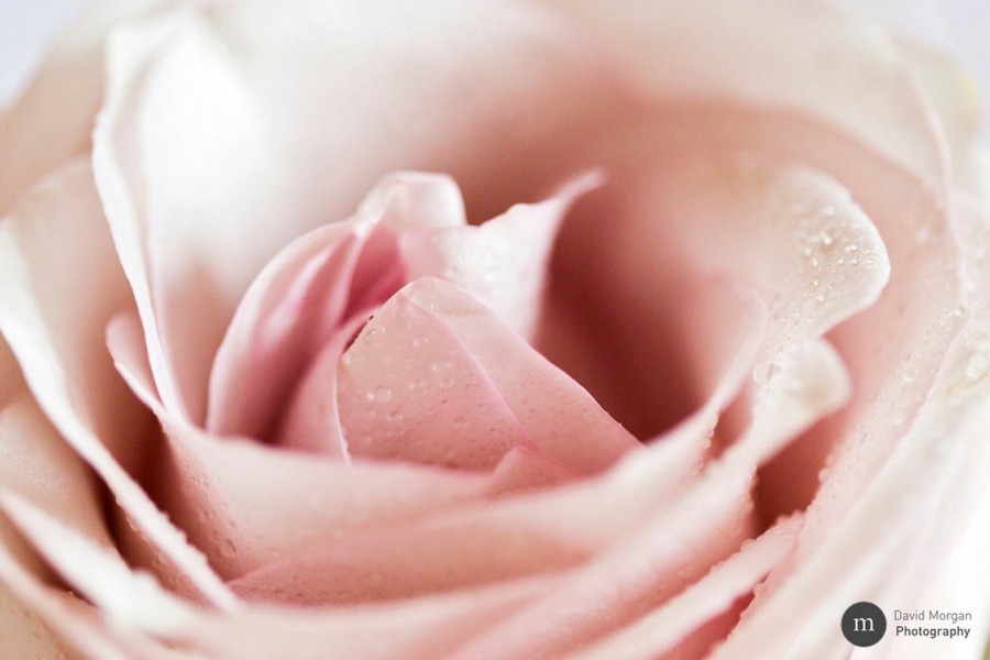 The Grove - Wedding Flowers by Blooms and Bows